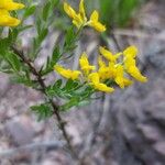 Genista germanica Blomma