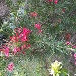 Grevillea rosmarinifolia Flor