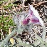 Convolvulus lanuginosus Квітка