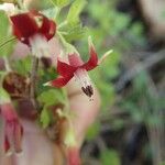 Ribes roezlii Flower