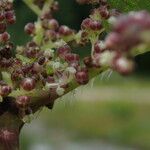 Urtica mairei Habitus