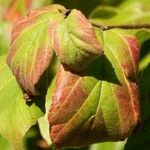 Hamamelis virginiana Blad