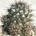 Mammillaria voburnensis Habit