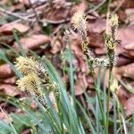 Carex umbrosa Virág