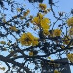 Handroanthus ochraceus Flower