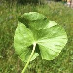 Caltha leptosepala Leaf