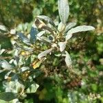 Salix lapponum Yaprak