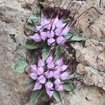 Physoplexis comosa 花