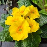 Primula × polyantha Habitus