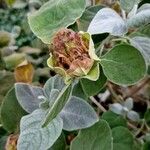 Barleria albostellata फल