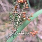 Erica erigena Flor
