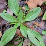 Plantago virginica Habitus