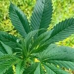 Cannabis sativa Blatt