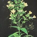 Ixanthus viscosus Flor
