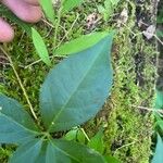 Decumaria barbara Leaf