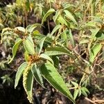 Croton flavens Flower