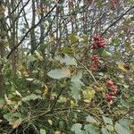 Sorbus mougeotii Hoja