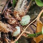 Asplenium scolopendrium Libunga