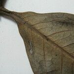 Guatteria pannosa Други