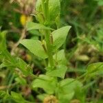 Triodanis perfoliata Hoja