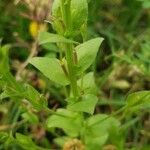 Triodanis perfoliata Blatt