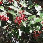 Sorbus intermedia ফল