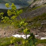 Alchemilla glabra Kwiat