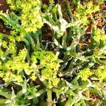 Euphorbia lignosa Flor