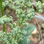 Chenopodium vulvariaBlomst