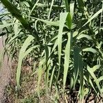 Arundo donax Yaprak