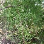Tamarix canariensis List