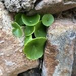 Umbilicus horizontalis Leaf