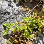 Selaginella helvetica Leaf