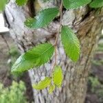 Ulmus crassifolia Leaf
