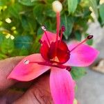 Fuchsia magellanicaKwiat