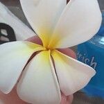 Plumeria obtusa Květ