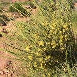 Ephedra viridis Leaf