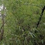 Bambusa vulgaris برگ