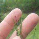 Themeda quadrivalvis Levél