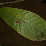 Isertia spiciformis Leaf