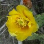 Opuntia ficus-indicaКвітка