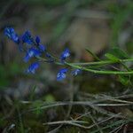 Polygala amara पत्ता