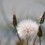 Podospermum laciniatum Цвят