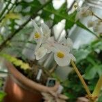Begonia santos-limae Fleur