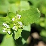 Valeriana woodsiana Květ