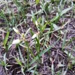 Nothoscordum bivalve Flor