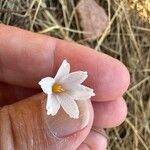 Acis autumnalis Flower