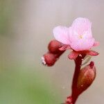 Drosera capillaris 花