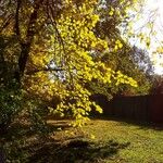 Tilia × europaea Alkat (teljes növény)