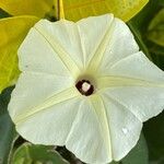 Ipomoea obscura Φύλλο